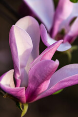 Close-up of Magnolia Flower in the garden