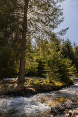 Mountain river and coniferous trees on shore in forest.