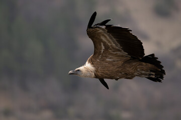 Vautour fauve