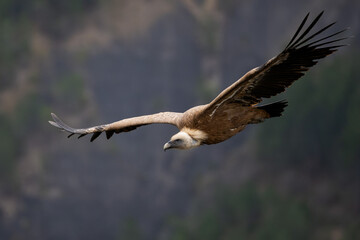 Vautour fauve