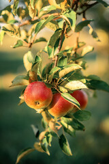 red apples on a tree