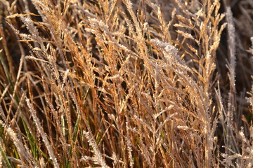 Fototapeta premium Zoom on winter Patagonian beige grass. High quality photo