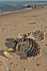 Low Angle Close up of Dead Partially Decomposed or Eaten Seagull or Bird on the Beach