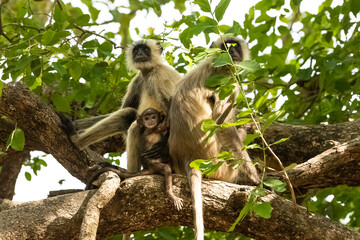 Gray langurs sitting on a branch, monkeys with a baby, India, Madhya Pradesh 
