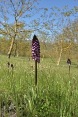Handsome specimen of deep purple lady orchid (orchis purpurea) in full bloom surrounded by smaller...