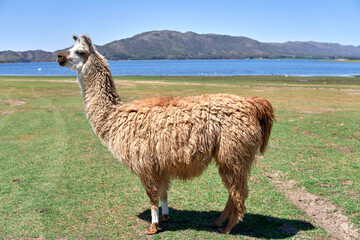 close-up profile shot of brown llama standing on grass in Cordoba, Argentina. Portrait of a lama glama in nature © Lorena