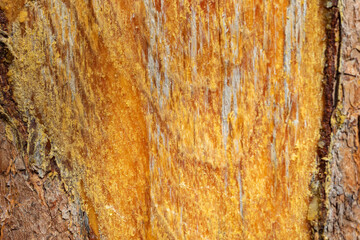 Damaged pine trunk. Pine with damaged bark and protruding resin.