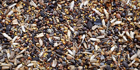Macro view of seeds. Background of mix of different species of wild flowers seeds to plant honey...