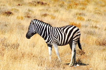 Obraz na płótnie Canvas Zebra 45