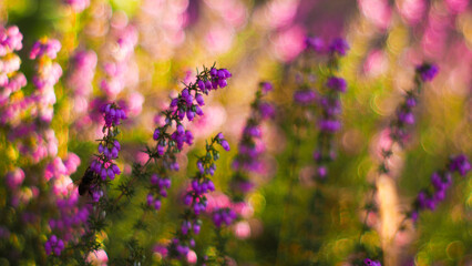Macro de tiges et de fleurs de bruyère sauvages