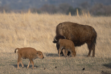 Fototapeta premium american bison mother and baby happy mother's day