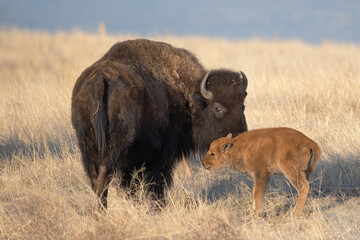 american bison mother and baby happy mother's day