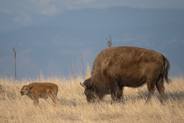 american bison mother and baby happy mother's day