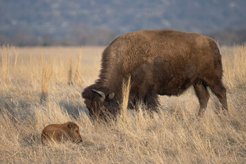 american bison mother and baby