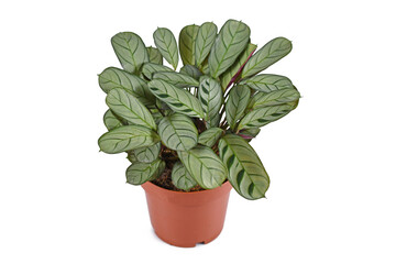 Tropical 'Ctenanthe Burle Marxii Amagris' houseplant with dark green vein pattern in pot on white background