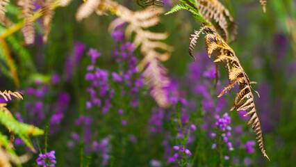 Feuilles de fougère arborant des teintes orangées, à l'approche de l'automne
