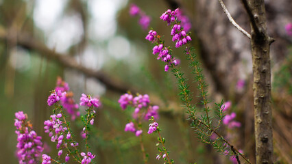 Macro de tiges et de fleurs de bruyère sauvages