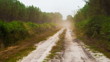 Chemin de forêt, traversé par une voiture, soulevant beaucoup de poussière