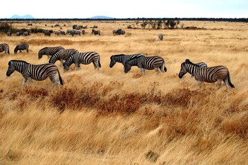 Fototapeta na wymiar Zebra 41