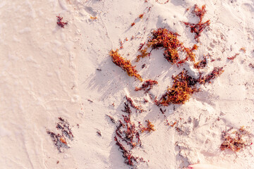 sand with seaweed