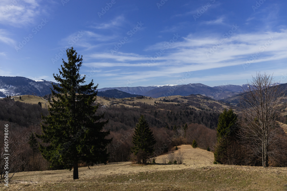 Wall mural Evergreen trees on lawn with mountains and sky at background.