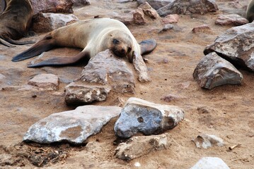 Fototapeta premium Sea Lion 3