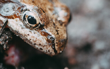 close-up portrait of a common frog in profile