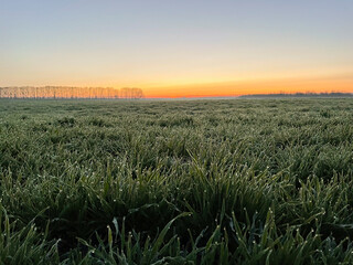 Sunrise on the wheat field with morning dew