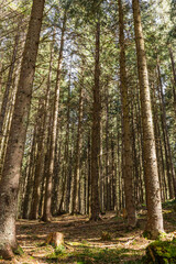 Scenic view of sunlight on glade in coniferous forest.