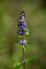 Macrophotographie de fleur sauvage - Bugle rampante - Ajuga reptans