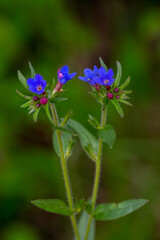 Macrophotographie de fleur sauvage - Gr&eacute;mil pourpre-bleu - Buglossoides purpurocaerulea