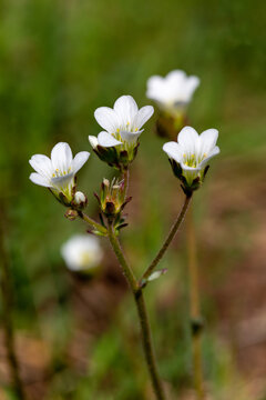 Macrophotographie de fleur sauvage - Saxifrage granulé 
 Saxifraga granulata
