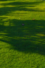 green grass in the field with tree shadows