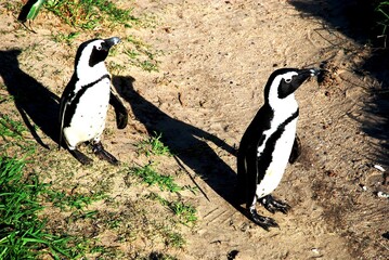 Penguin 16