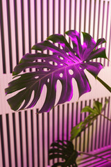 Huge monstera deliciosa leaf in violet neon light. Trendy plant for home gardening. Growing exotic flora for interior design. 
