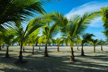 palm trees forest on the beautiful summer beach