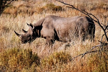 Obraz premium Rhino 31