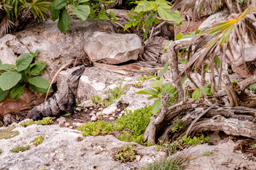 Obraz premium lizard on the rock