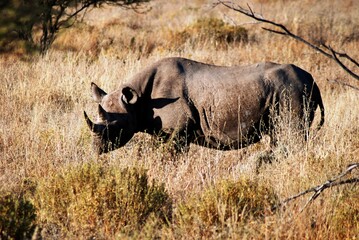 Rhino 30