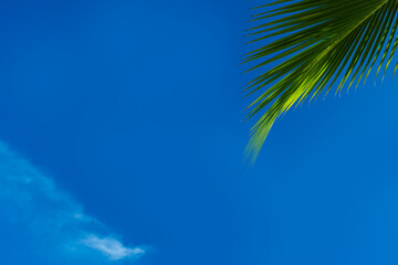 Fototapeta na wymiar palm tree leaf on the right with blue sky background