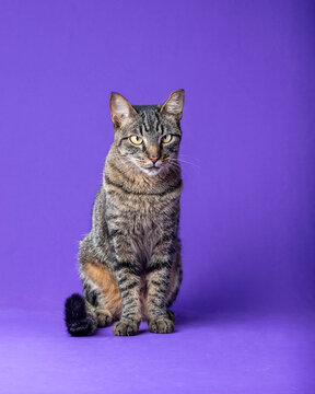 beautiful cat posing for photo