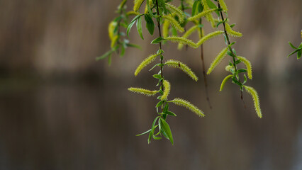 inflorescences of weeping willow