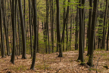 Trees on hill in mountain forest in spring.