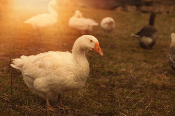 Goose grazing the green grass on animal farm.Spring season.