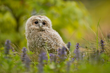 Tawny Owl - Strix aluco - juvenile just out from the nest. Czech republic. Green meadow with flower background
