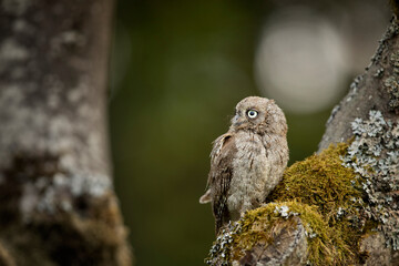 Common Scops Owl, Otus scops, little owl in the nature habitat, sitting on the tree branch, forest in the background, Bulgaria. Wildlife scene from nature