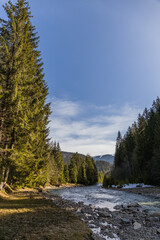 Landscape with tall spruce trees and mountain river.