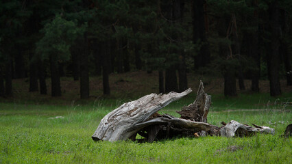 old dry stump on a forest glade © Oleg