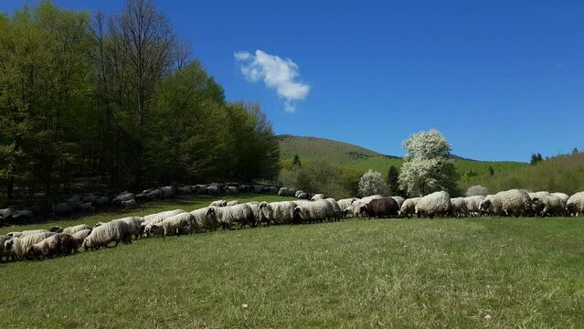 Sheep graze grass in mountain, spring - (4K)