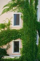 Fototapeta na wymiar Ivy plant grows on the wall of a residential building